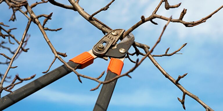 What is tree pruning? 6 What is tree pruning?