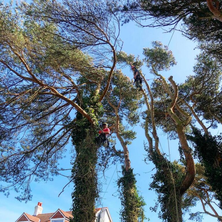 Do I need a permit to remove a tree from my property 3 Do I need a permit to remove a tree from my property