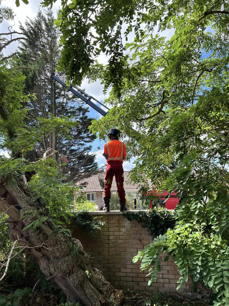 tree surgeon 2
