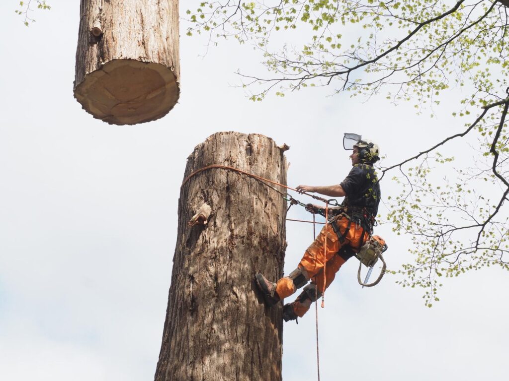 WhatsApp Image 2024 07 12 at 17.34.32 2a42711f