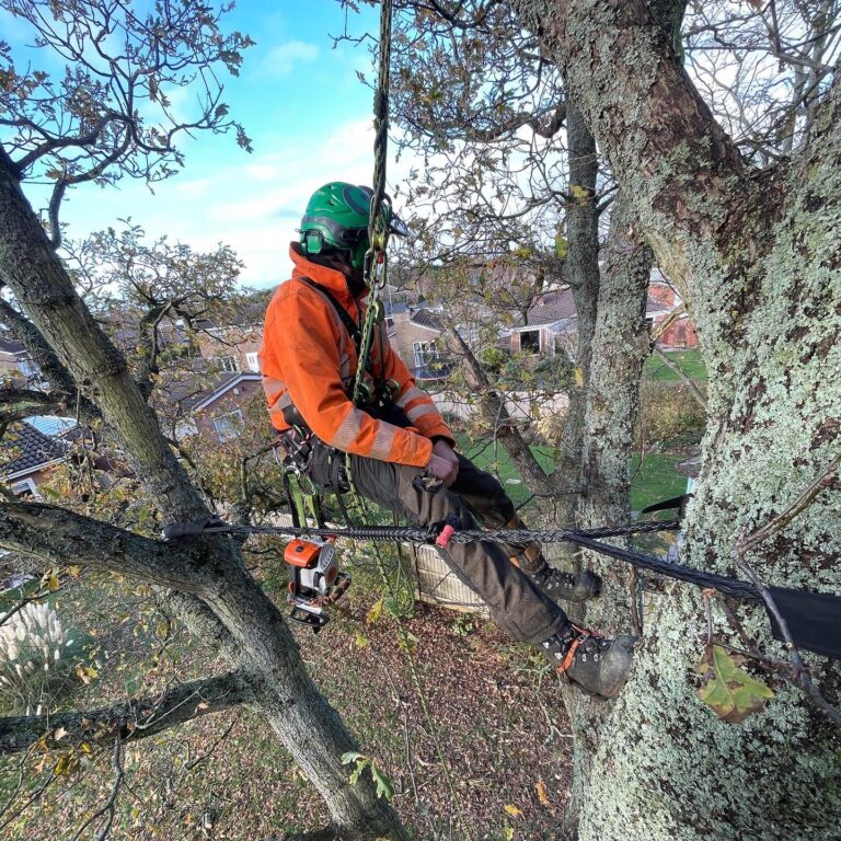 What is a tree surgeon? 8 What is a tree surgeon?