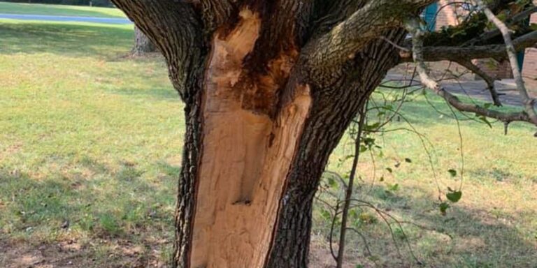 how to identify a rotten tree 5 how to identify a rotten tree